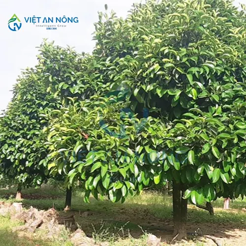 kinh-nghiem-vang-trong-tuoi-mang-cut-giup-cay-tang-nang-xuat.1