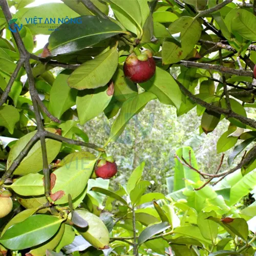 kinh-nghiem-vang-trong-tuoi-mang-cut-giup-cay-tang-nang-xuat.2