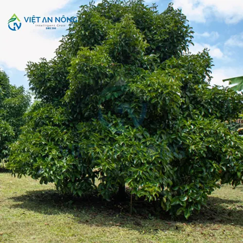 kinh-nghiem-vang-trong-tuoi-mang-cut-giup-cay-tang-nang-xuat.5