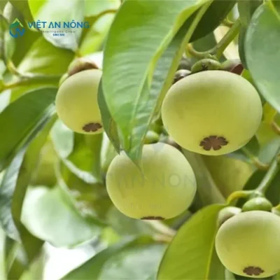 kinh-nghiem-vang-trong-tuoi-mang-cut-giup-cay-tang-nang-xuat.8