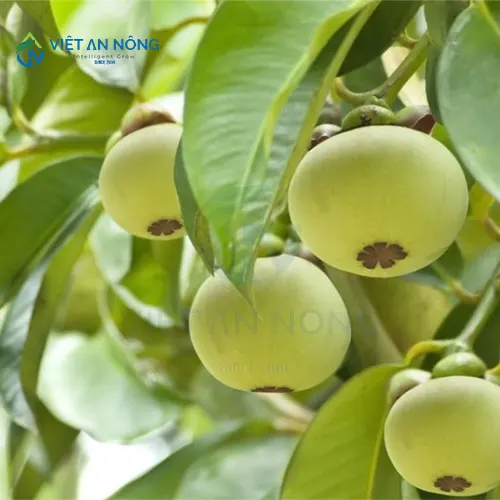 kinh-nghiem-vang-trong-tuoi-mang-cut-giup-cay-tang-nang-xuat.8