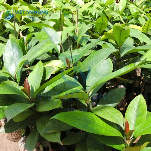 kinh-nghiem-vang-trong-tuoi-mang-cut-giup-cay-tang-nang-xuat