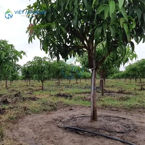 Co-nen-dung-ong-tuoi-nho-giot-cho-cay-an-trai-lau-nam