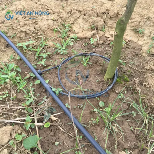 Co-nen-dung-ong-tuoi-nho-giot-cho-cay-an-trai-lau-nam