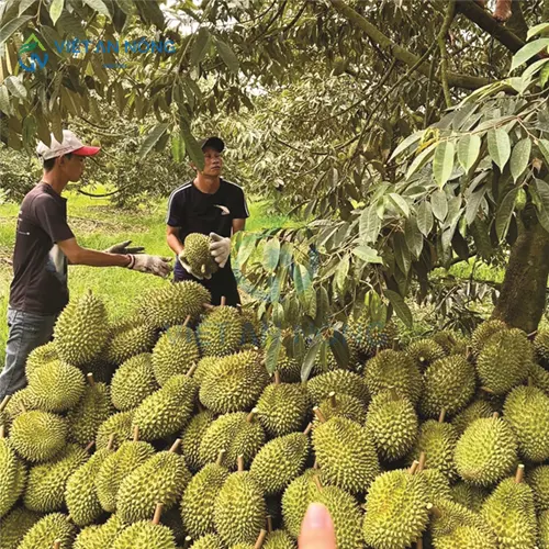Co-nen-dung-ong-tuoi-nho-giot-cho-cay-an-trai-lau-nam