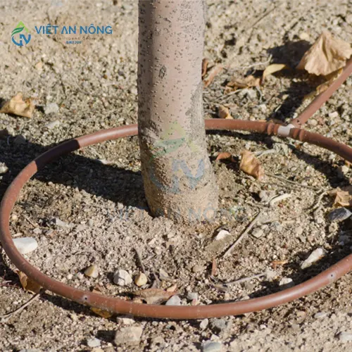 Co-nen-dung-ong-tuoi-nho-giot-cho-cay-an-trai-lau-nam