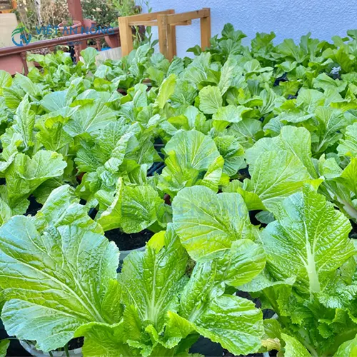 thiet ke he thong tuoi tu dong bao nhieu tien.7