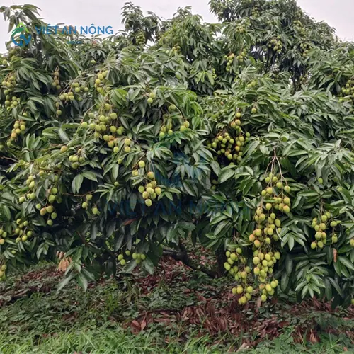 thiet ke he thong tuoi tu dong bao nhieu tien.8