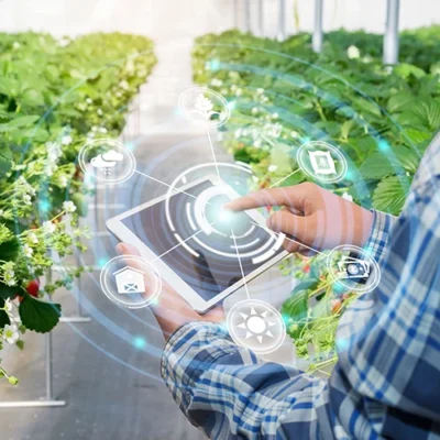 Innovation technology for smart farm system Agriculture management Hand holding smartphone with smart technology concept. asian male farmer working in Strawberry farm To collect data to study