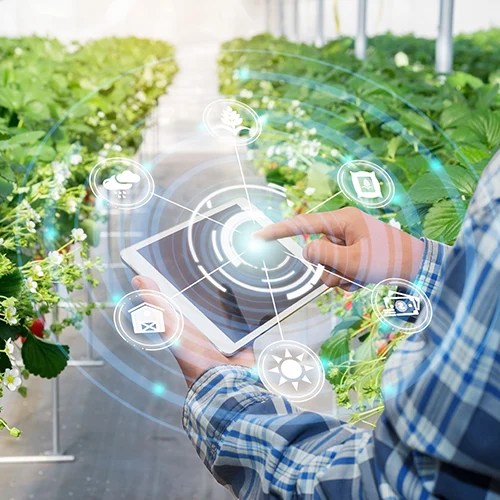 Innovation technology for smart farm system Agriculture management Hand holding smartphone with smart technology concept. asian male farmer working in Strawberry farm To collect data to study