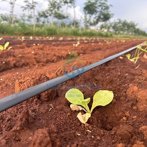 Hệ thống tưới nhỏ giọt