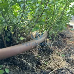 Dây tưới nhỏ giọt Aster - Ý