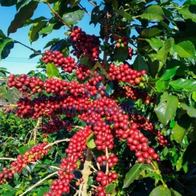 Trái cà phê chín đỏ báo hiệu một mùa vụ cà phê bội thu.