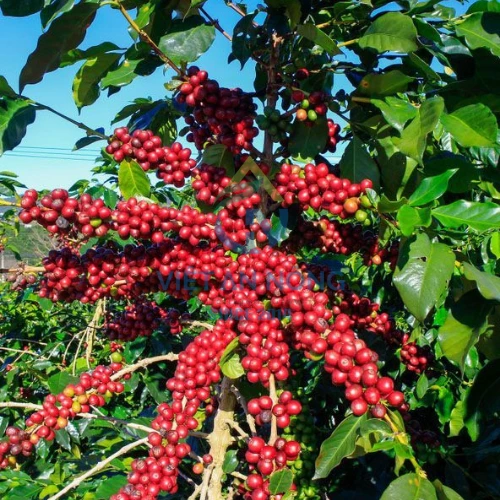 Trái cà phê chín đỏ báo hiệu một mùa vụ cà phê bội thu.