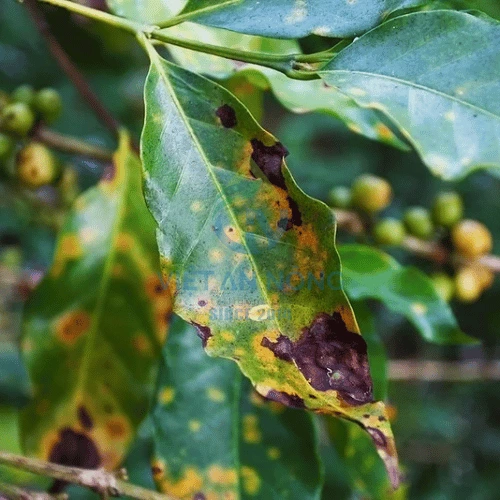 Lá cà phê bị rỉ sắt – một trong những bệnh hại phổ biến trong mùa vụ cà phê.