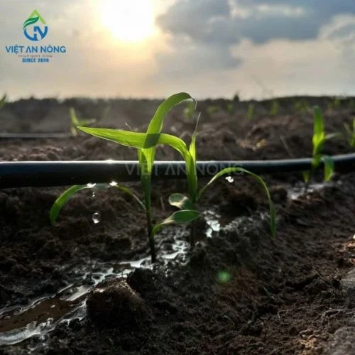 hoạt động của hệ thống tưới nhỏ giọt bắp sinh khối