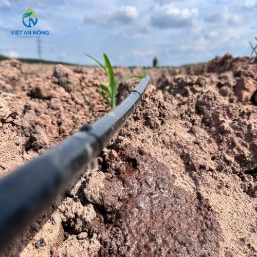 Ống nhỏ giọt nên chọn loại nào? So sánh 12mm - 16mm - 20mm 2 Ống nhỏ giọt hoạt động như thế nào