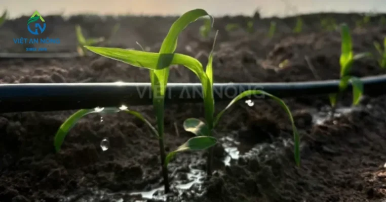 tuoi nho giot bap sinh khoi