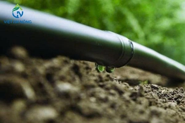 Tưới nhỏ giọt cà phê