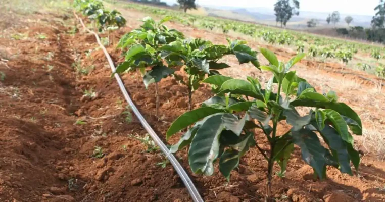 tuoi nho giot ca phe bi quyet tang nang suat