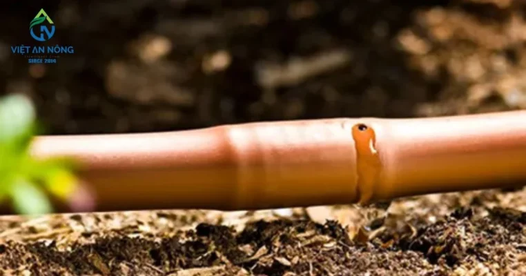 tuoi nho giot cay ho tieu