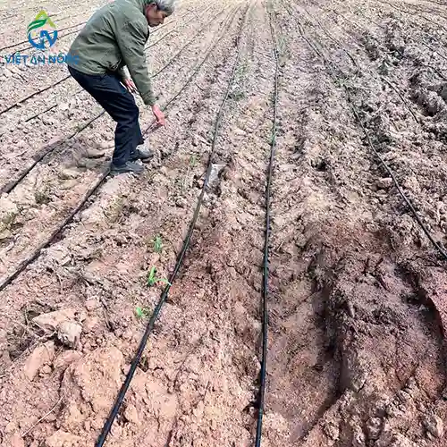 DỰ ÁN LẮP ĐẶT HỆ THỐNG TƯỚI NHỎ GIỌT CHO 30HA BẮP Ở BÀU BÀNG 14 dự án lắp đặt hệ thống tưới nhỏ giọt cây bắp ở Bàu Bàng