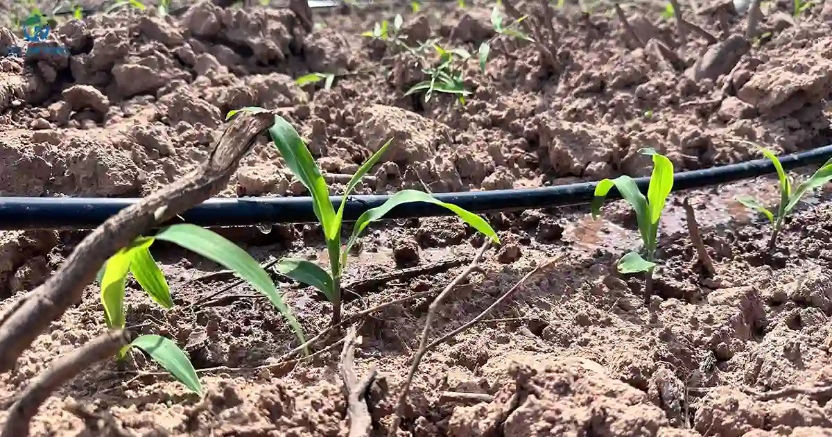 du an tuoi nho giot cay bap