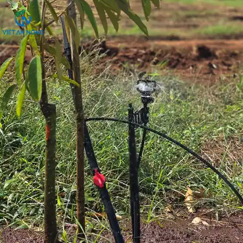 DỰ ÁN TƯỚI 40HA SẦU RIÊNG BẰNG BÉC TƯỚI GỐC BÙ ÁP AQ206PC TẠI ĐẮK LẮK 8 Dự án tưới 40ha sầu riêng bằng béc tưới gốc bù áp AQ206PC tại Đắk Lắk