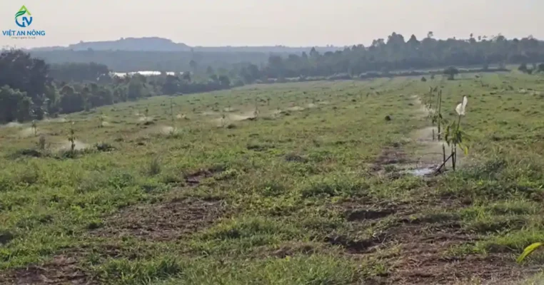 du an tuoi sau rieng eapok