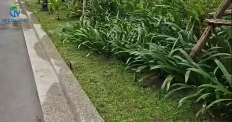 tuoi canh quan pop up krain