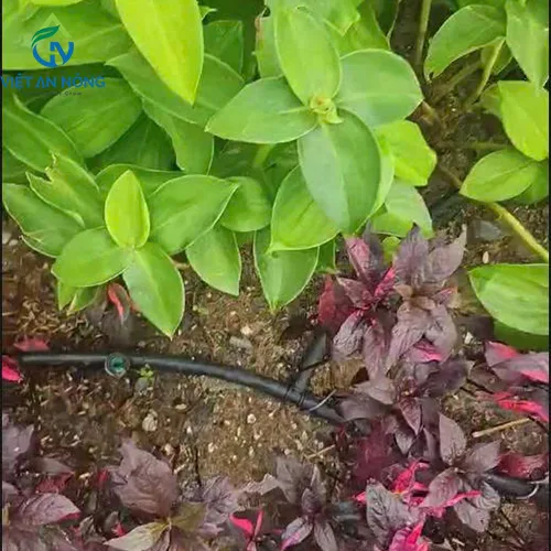 tuoi nho giot canh quan dong nai 1