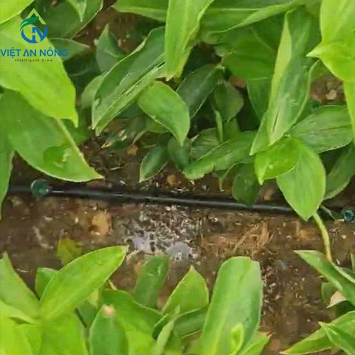 tuoi nho giot canh quan dong nai 2