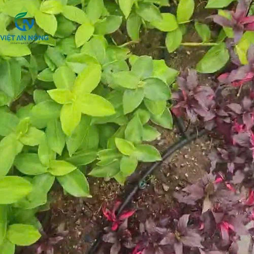 tuoi nho giot canh quan dong nai 3