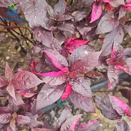 tuoi nho giot canh quan dong nai