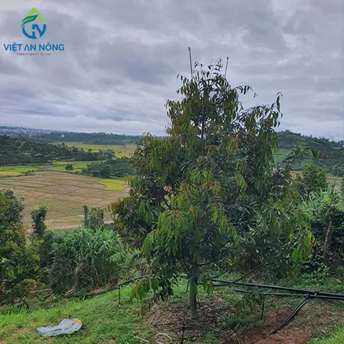 Béc phun thuốc tưới tán sầu riêng AQ210XR - Phun đều, tiết kiệm, bảo vệ cây hiệu quả 3 phun thuốc tưới tán sầu riêng bằng béc AQ210XR