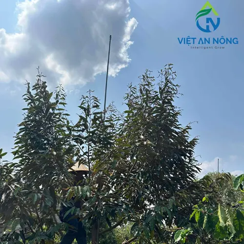 Béc phun thuốc, tưới tán sầu riêng AQ210M - Phun đều, tiết kiệm, bảo vệ cây hiệu quả 3 bec tuoi phun thuoc sau rieng aq210m 2