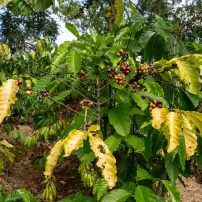 Tưới cà phê thừa - thiếu nước gây hại như thế nào cho cây? 2 cay ca phe bi vang la