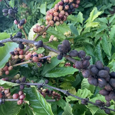 Tưới cà phê thừa - thiếu nước gây hại như thế nào cho cây? 4 nam benh tren cay ca phe