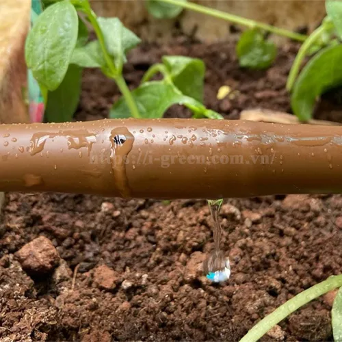 Hệ thống tưới nhỏ giọt