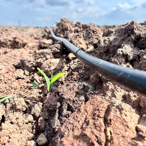 Hệ thống tưới nhỏ giọt