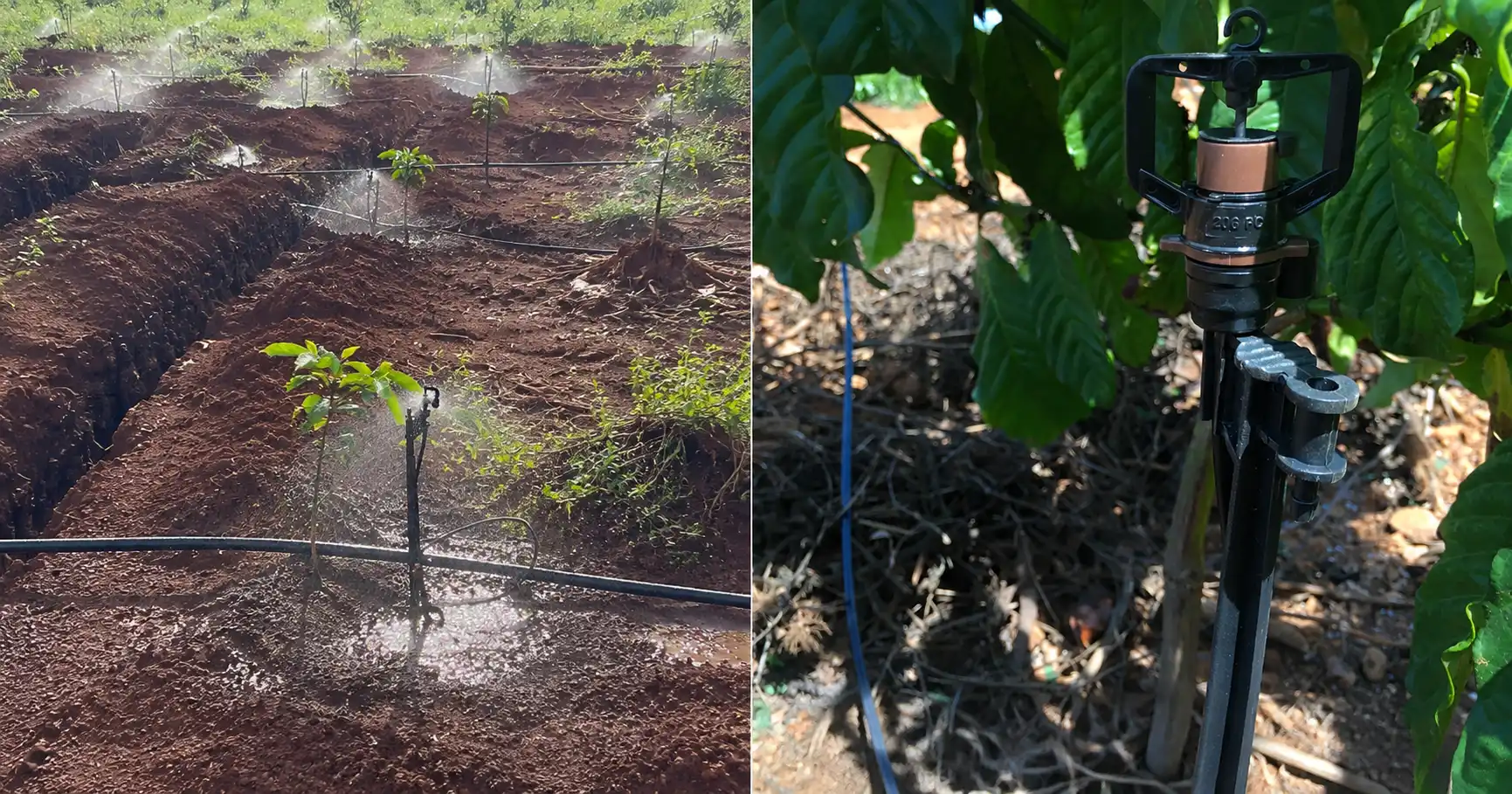 Tác dụng của ngàm chỉnh bán kính trên béc tưới cà phê non So sánh béc tưới cà phê mới trồng lúc chưa bẻ ngàm và đã bẻ ngàm