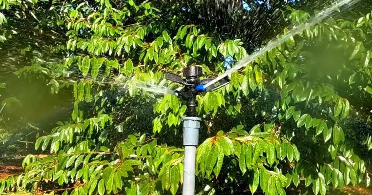 Béc tưới cánh đập 360 độ AQ21 tưới cây ăn trái