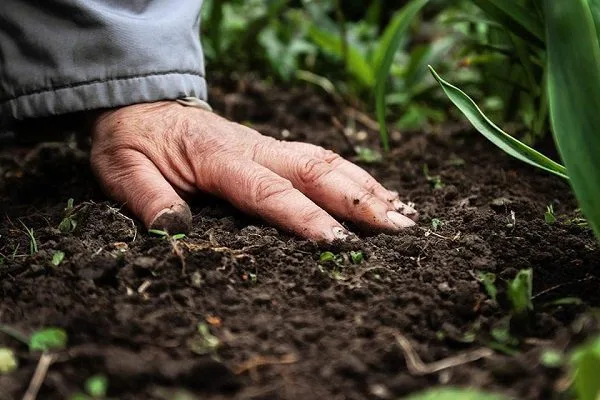 Kiểm tra độ ẩm đất để xử lý cà phê ra hoa không đồng loạt