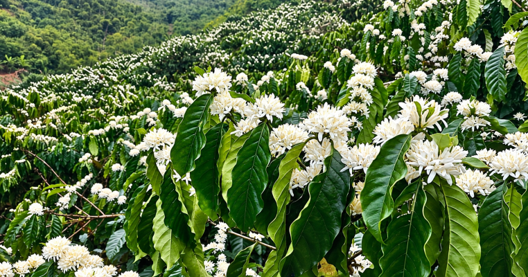 xu li ra hoa ca phe