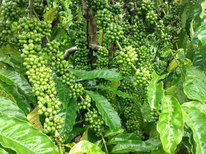 Xử lý ra hoa cà phê tại vườn cà phê Tây Nguyên cuối mùa khô
